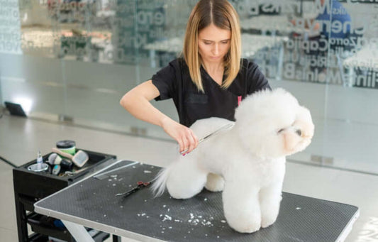Mastering Detail Work: The Professional Groomer’s Guide to Scissors